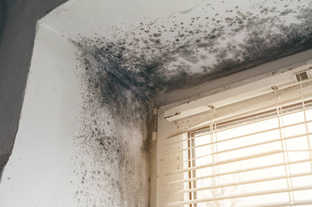 Affordable Black Mold Remediation solutions in Raleigh, NC