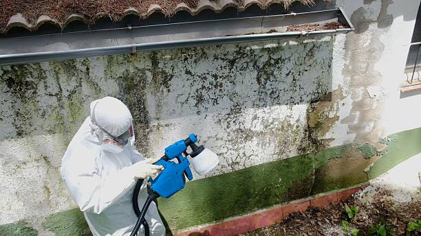 Top rated local Black Mold Remediation specialists in Raleigh, NC